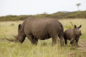 White rhinoceros (Ceratotherium simum)