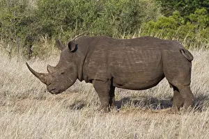 White rhinoceros (Ceratotherium simum)