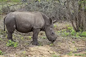 White rhinoceros (Ceratotherium simum)