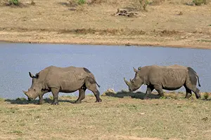 White rhinoceros (Ceratotherium simum)