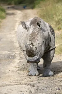 White Rhinoceros (Ceratotherium simum)