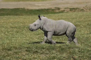 White Rhinoceros (ceratotherium simum)