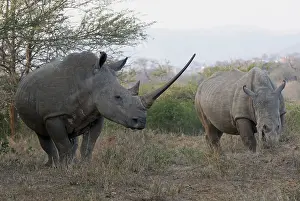 White Rhinoceros (Ceratotherium simum) two adults