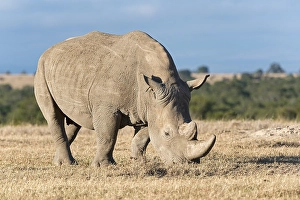 White Rhinoceros (Ceratotherium simum) eating dry grass