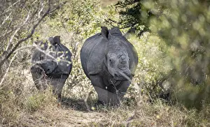 White Rhinoceros (Ceratotherium Simum) in Kruger National Park