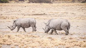 White Rhinoceros spotted in the Khama Rhino Sanctuary