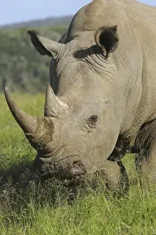 White Rhinoceros or Square-lipped Rhinoceros (Ceratotherium simum)