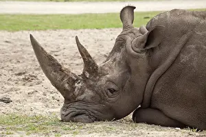 White rhinoceros or Square-lipped rhinoceros (Ceratotherium simum)