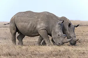 White rhinoceros or square-lipped rhinoceros (Ceratotherium simum)