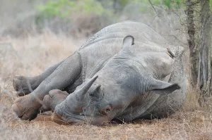 White Rhinoceros or Square-lipped Rhinoceros (Ceratotherium simum)