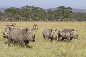 White rhinoceros, white rhinoceroses (Ceratotherium simum)