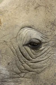 White rhinoceroses (Ceratotherium simum)