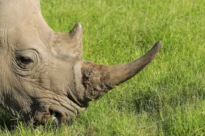 White rhinoceroses (Ceratotherium simum)