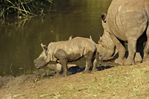 White rhinoceroses (Ceratotherium simum)
