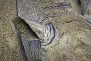 White rhinoceroses (Ceratotherium simum)