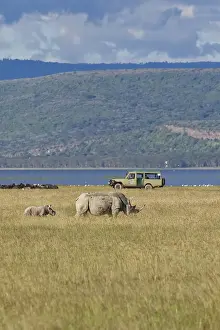 White Rhinoceroses or Square-lipped Rhinoceroses (Ceratotherium simum)
