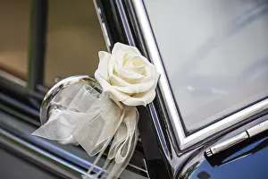 White rose on the mirror of a classic car