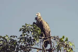 White rumped juvenile vulture, kaziranga national park
