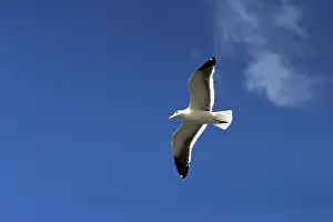 White seagull with black flapper ends in front of a blue sky (South Africa)