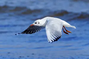Category Wildlife DE Prints: White seagull flying just above water in a clear blue atmosphere