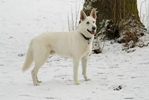 White shepherd, male, American-Canadian shepherd