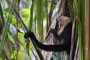 White-shouldered capuchin monkey (Cebus capucinus)