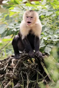 White-shouldered capuchin monkey (Cebus capucinus)
