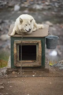 White sled dog lying chained on a doghouse