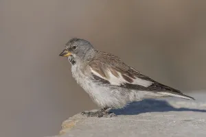 A white snowfinch (Montifringilla nivalis) stands on a rocky surface and displays its striking plumage