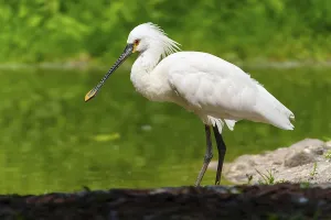 A white spoonbill with a long beak stands on the bank of a green pond