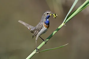White-spotted Bluethroat (Luscinia svecica cyanecula)