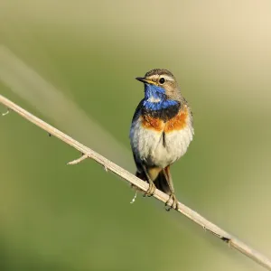White-spotted Bluethroat (Luscinia svecica cyanecula)