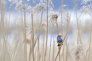 White-spotted bluethroat (Luscinia svecica cyanecula) male perched on reed stem in reedbed and calling