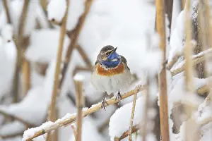 White-spotted bluethroat (Luscinia svecica cyanecula) male surprised by the return of winter