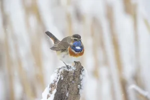 White-spotted bluethroat (Luscinia svecica cyanecula) male surprised by the return of winter