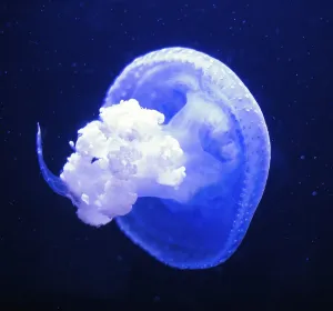 White-Spotted Jellyfish in deep sea
