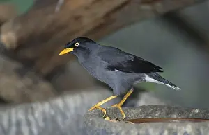 White-spotted myna (Acridotheres javanicus)