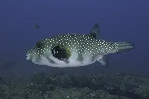 White-spotted pufferfish (Arothron hispidus)