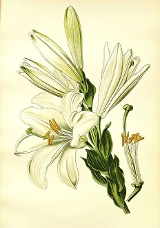 White or St. Josephs Lily, Madonna lily