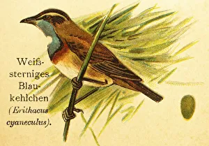 White-starred bluethroat (Erithacus Cyaneculus) songbird