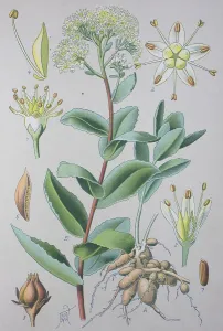 White stonecrop (Sedum album), historical illustration from 1885