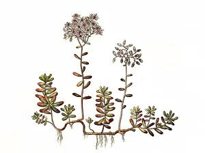 White stonecrop (Sedum) album, also white wall pepper
