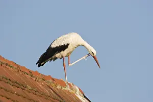 White storch (Ciconia ciconia) on a roof scratching