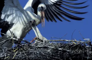 White Stork