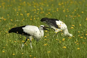 White stork (Ciconia ciconia)