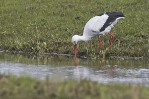 White stork (Ciconia ciconia)