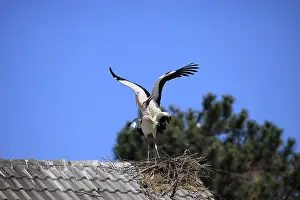 White stork, (Ciconia ciconia)
