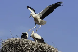 White stork (ciconia ciconia)