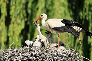 White stork (Ciconia ciconia), adult