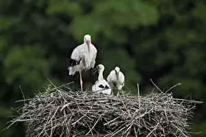 White stork (Ciconia ciconia), adult with two chicks standing on eyrie
